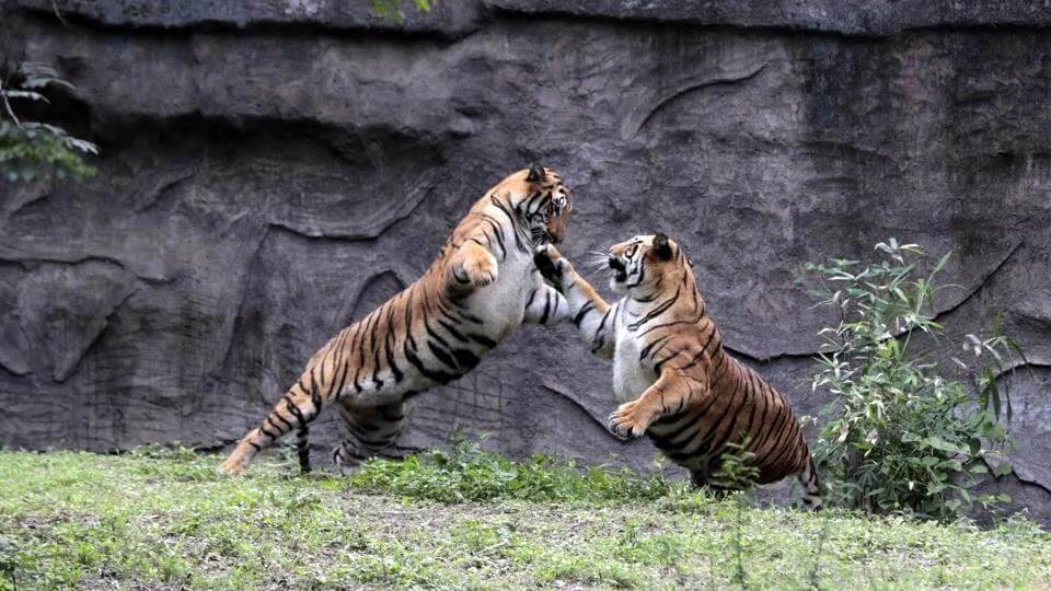 Dibang Wildlife Sanctuary, Arunachal Pradesh