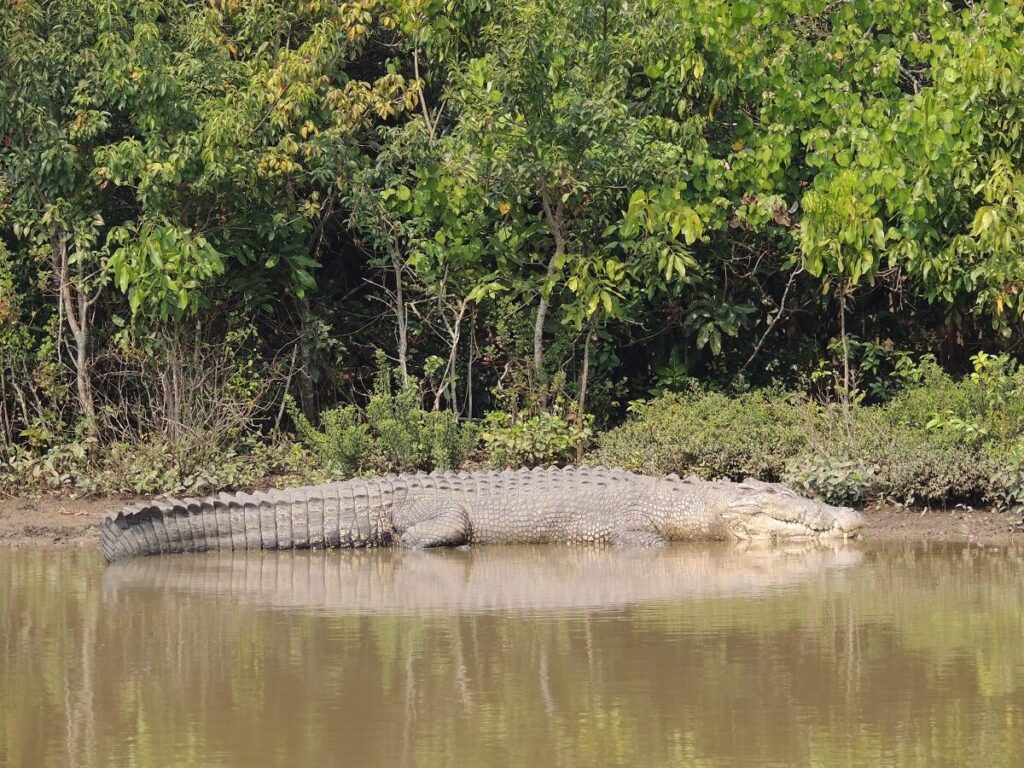 Mangrove Forests Bhitarkanika National Park Odisha