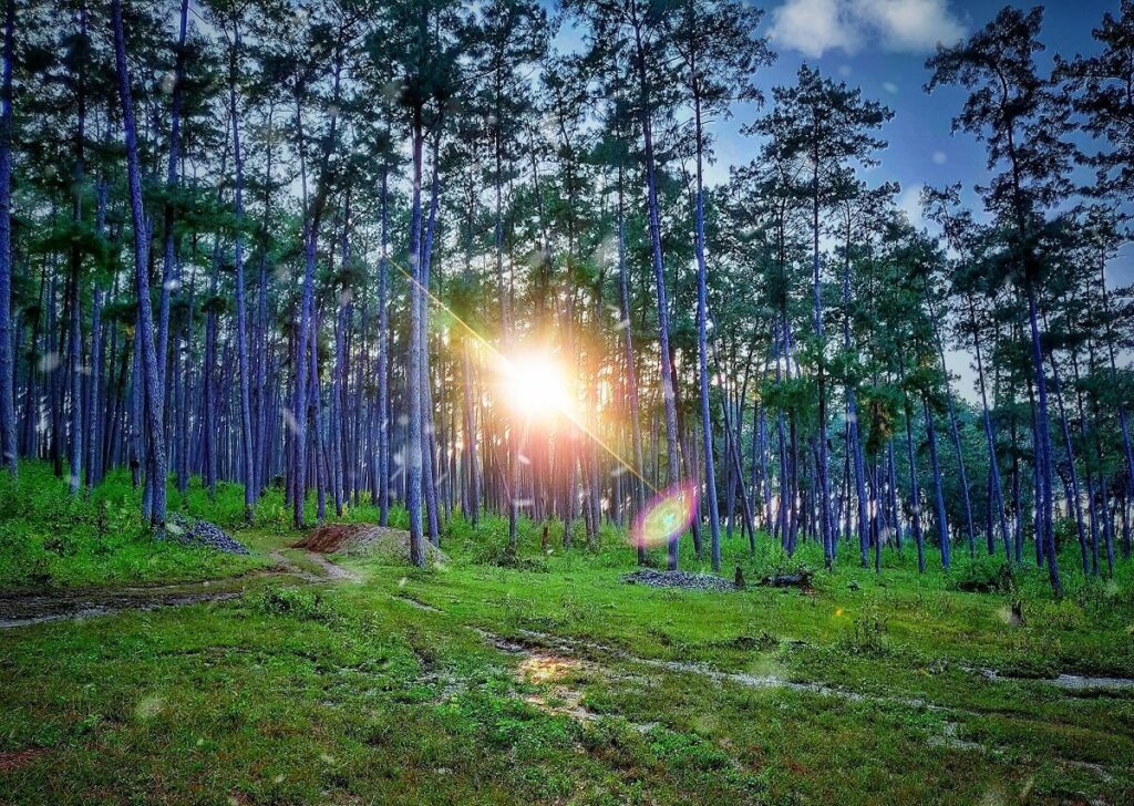 Pine Forests Daringbadi Odisha