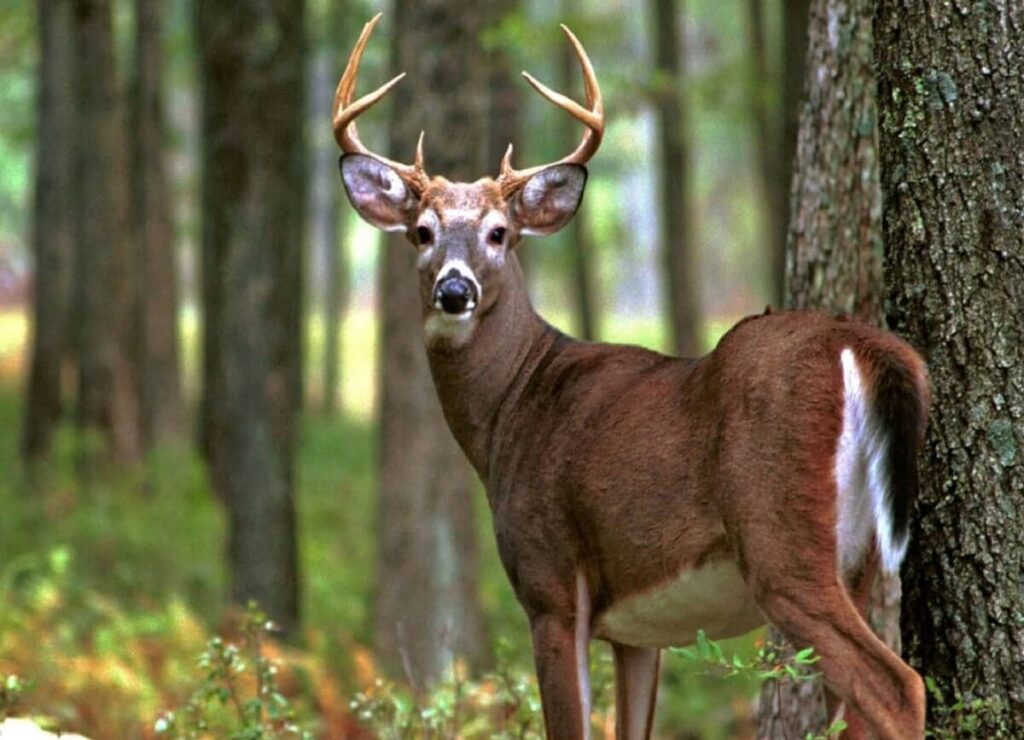 Askot Wildlife Sanctuary Uttarakhand