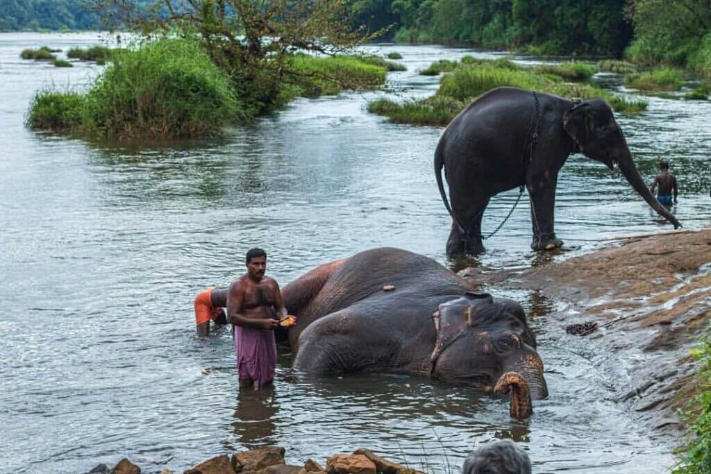 Kodanad Elephant Training Centre Kerala