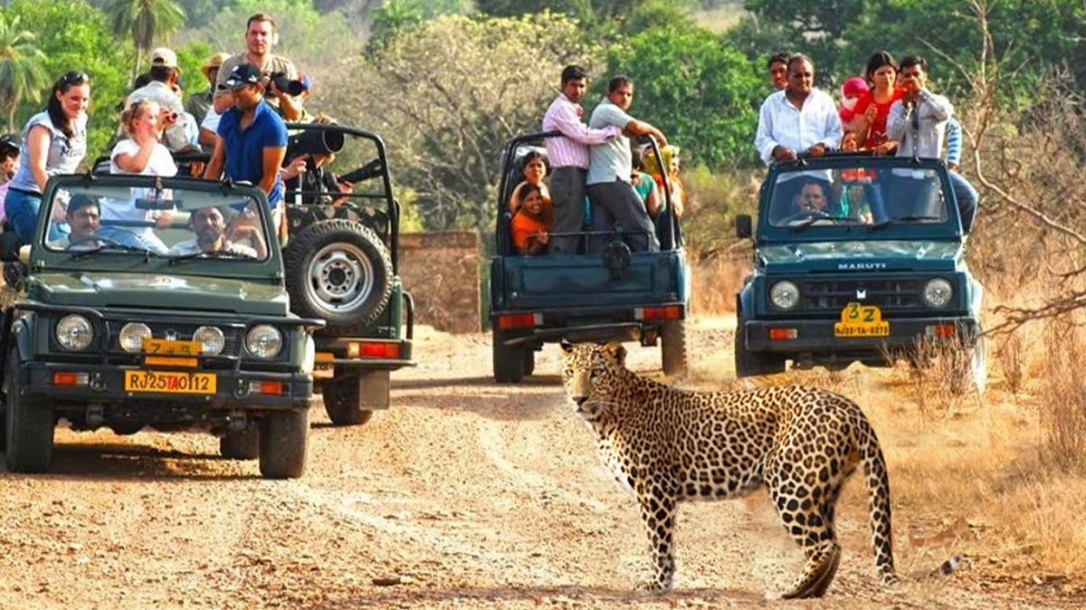 Ranakpur’s Wildlife Jeep Safaris