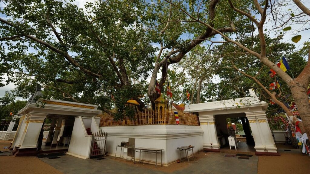 Sri Maha Bodhi Tree Anuradhapura Sri Lanka