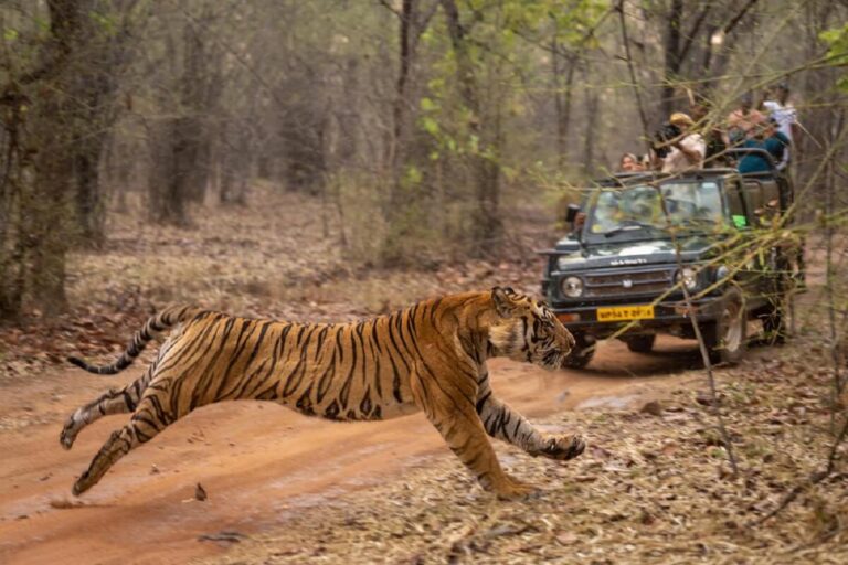 Why India is the Best Choice for a Safari Adventure