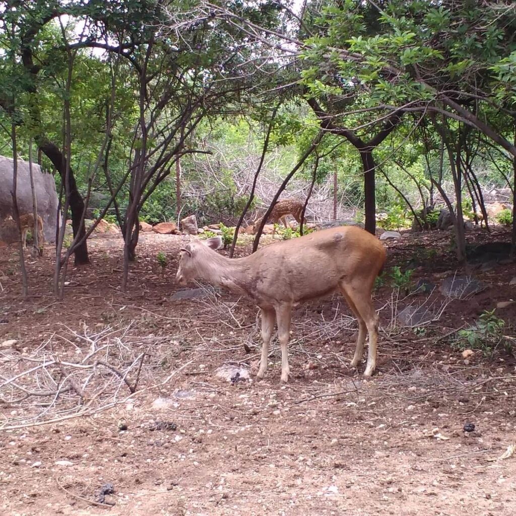Mrugavani National Park Hyderabad