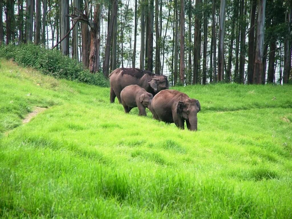 Nilgiri Biosphere Reserve Ooty