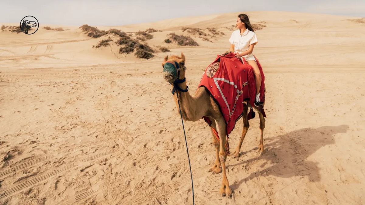 Dune Bashing on Camel Back