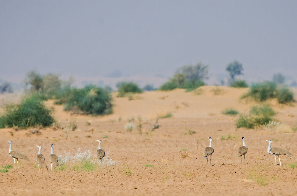 Great Indian Bustard Desert National Park Jaisalmer