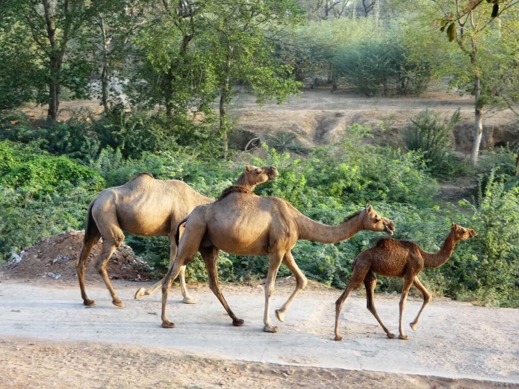 Jamwa Ramgarh Wildlife Sanctuary Rajasthan