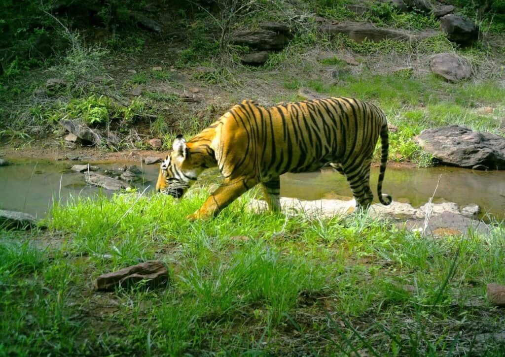 Kailadevi Wildlife Sanctuary Karauli