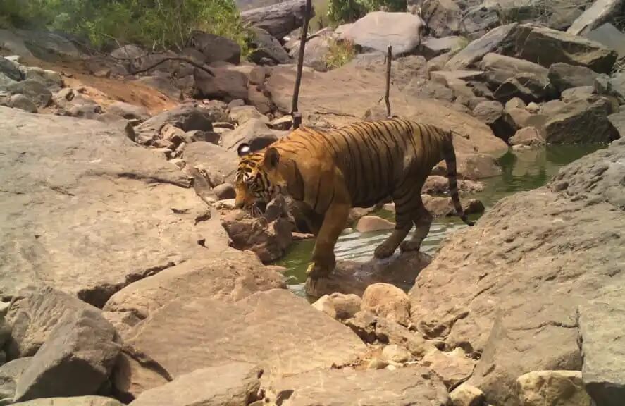 Keladevi Wildlife Sanctuary Rajasthan