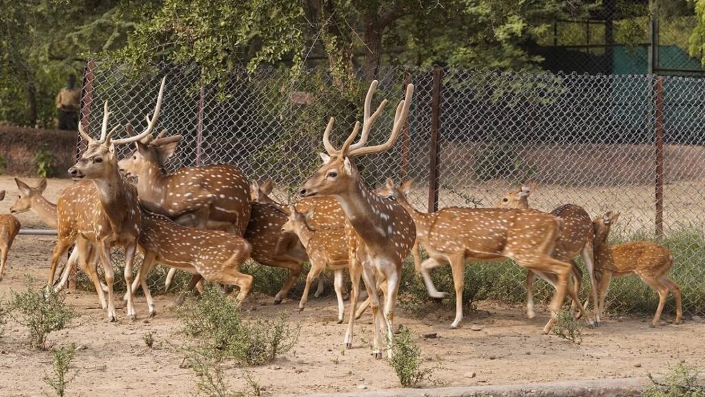Nahargarh Biological Park Jaipur