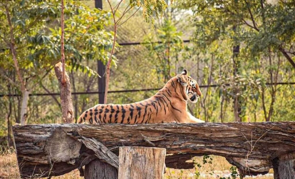 Nahargarh Biological Park Rajasthan