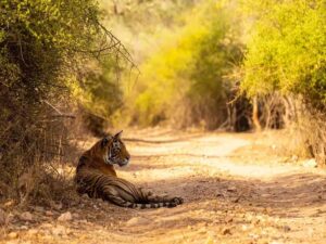 7 Best National Parks & Wildlife Safaris in India for November