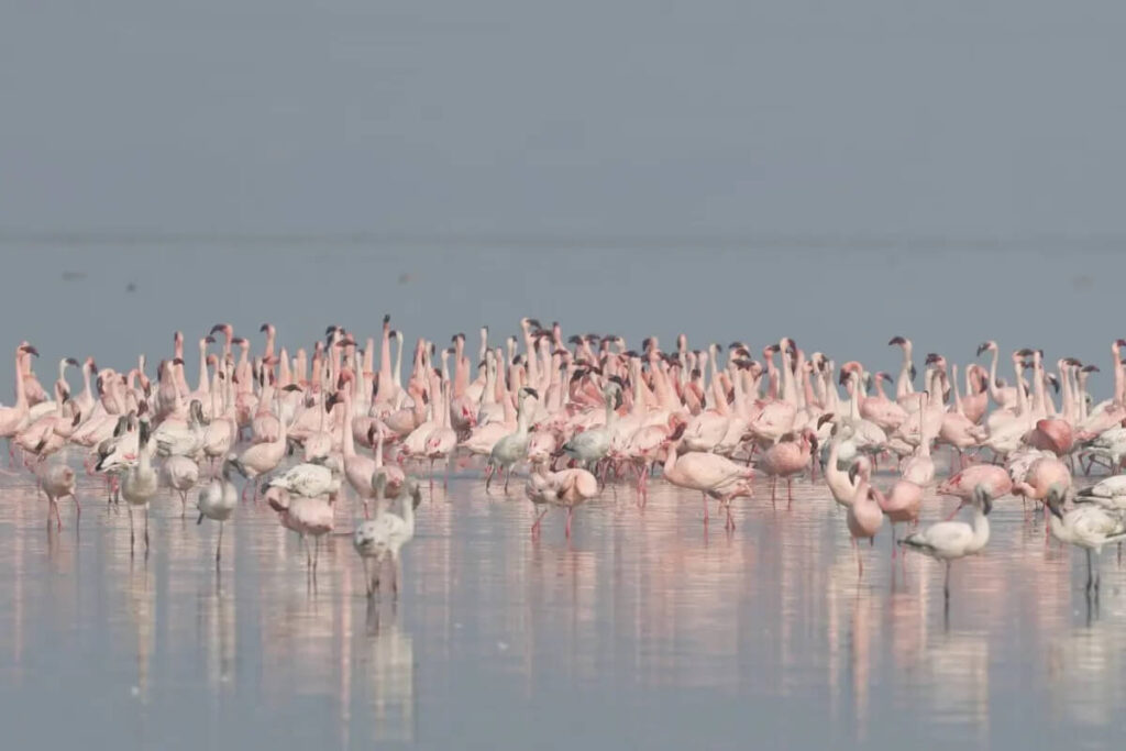 Sambhar Wildlife Sanctuary jaipur