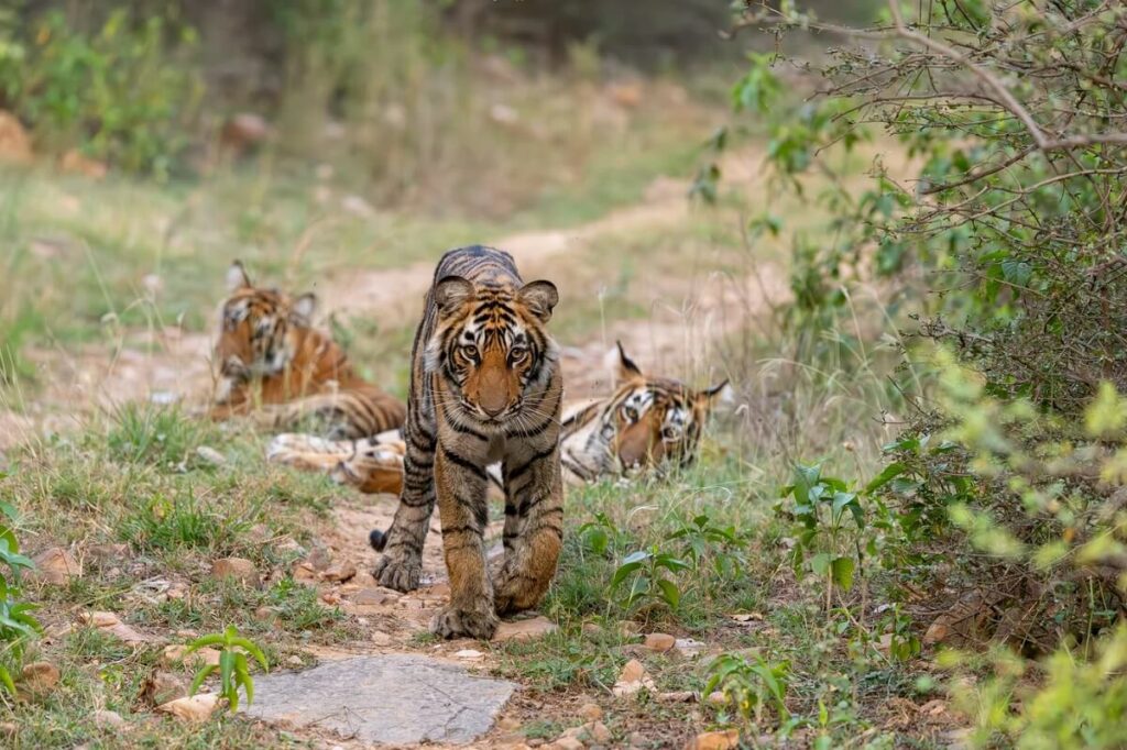 Sariska Tiger Reserve