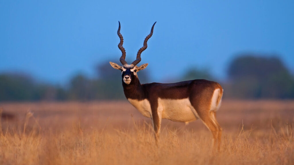 Tal Chhapar Wildlife Sanctuary Churu Rajasthan