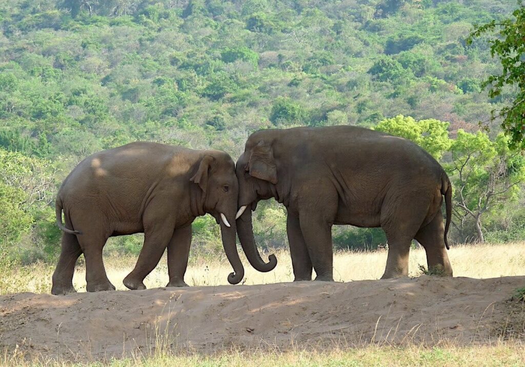 Asian Elephant Tamil Nadu