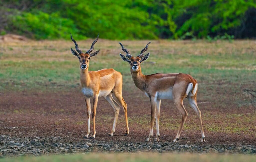 Blackbuck Point-Calimere Tamil Nadu