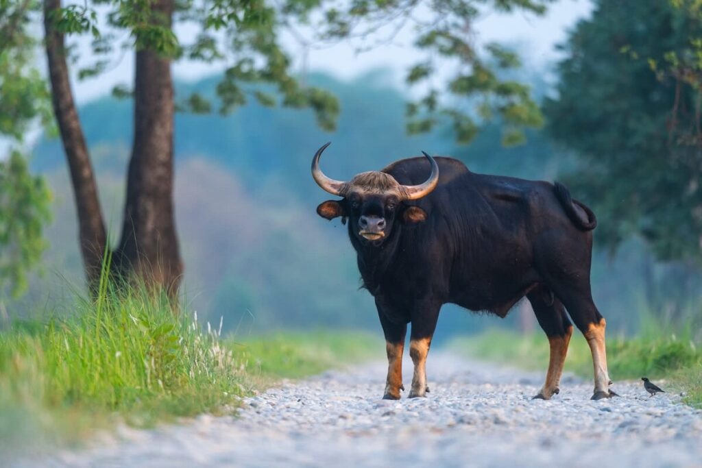 Gaur Tamil Nadu
