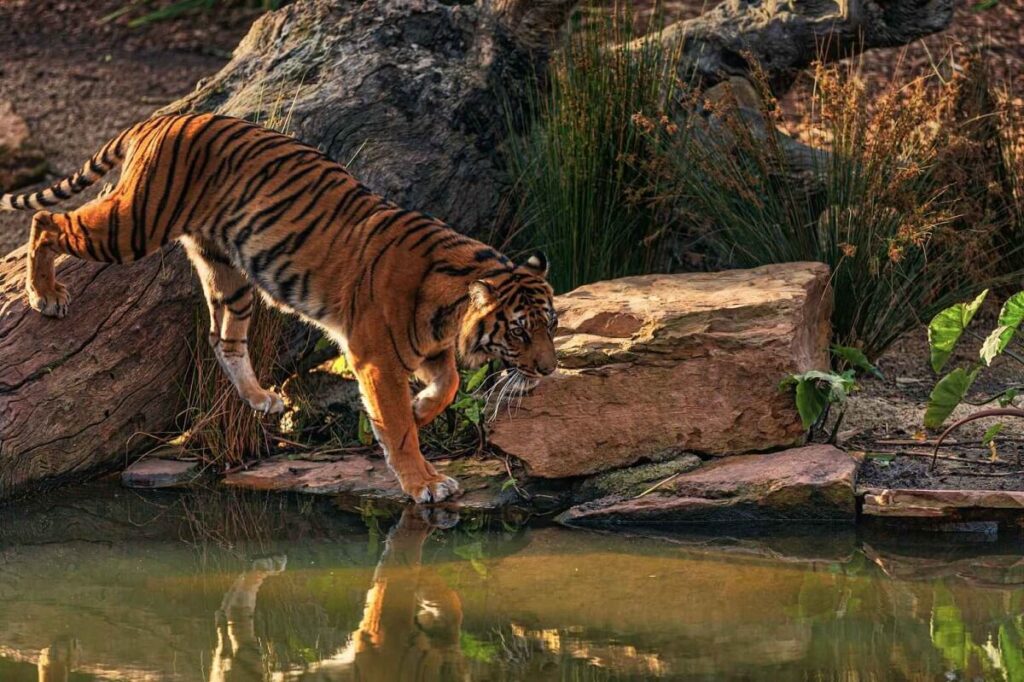 Kalakad-Mundanthurai Tiger Reserve Tamil Nadu
