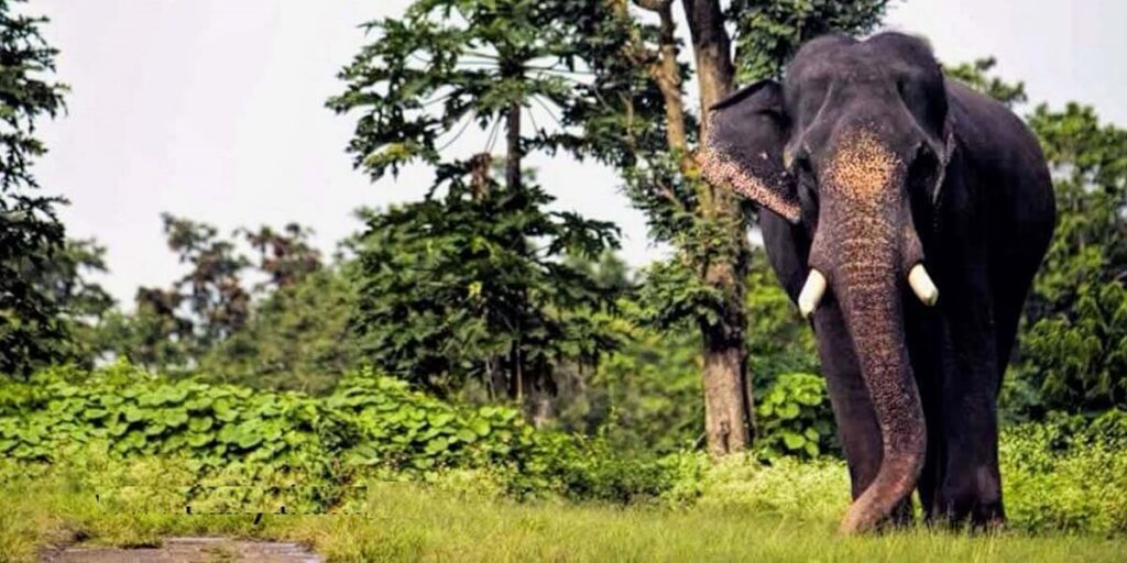 Kanyakumari Wildlife Sanctuary Tamil Nadu