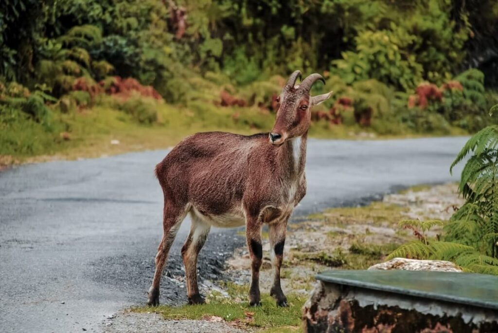 Kodaikanal Wildlife Sanctuary Tamil Nadu