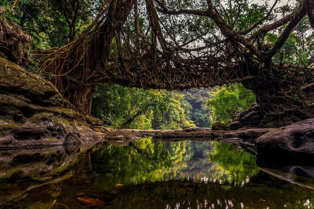 Meghalaya’s Living Root Bridges