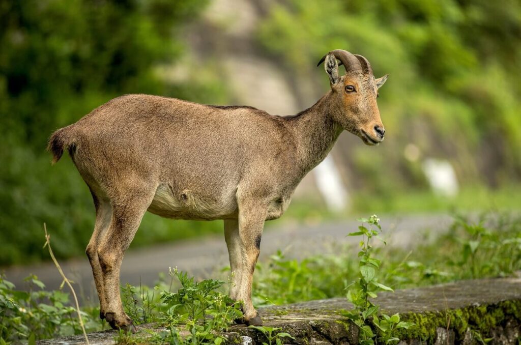 Nilgiri Tahr Tamil Nadu's Western Ghats