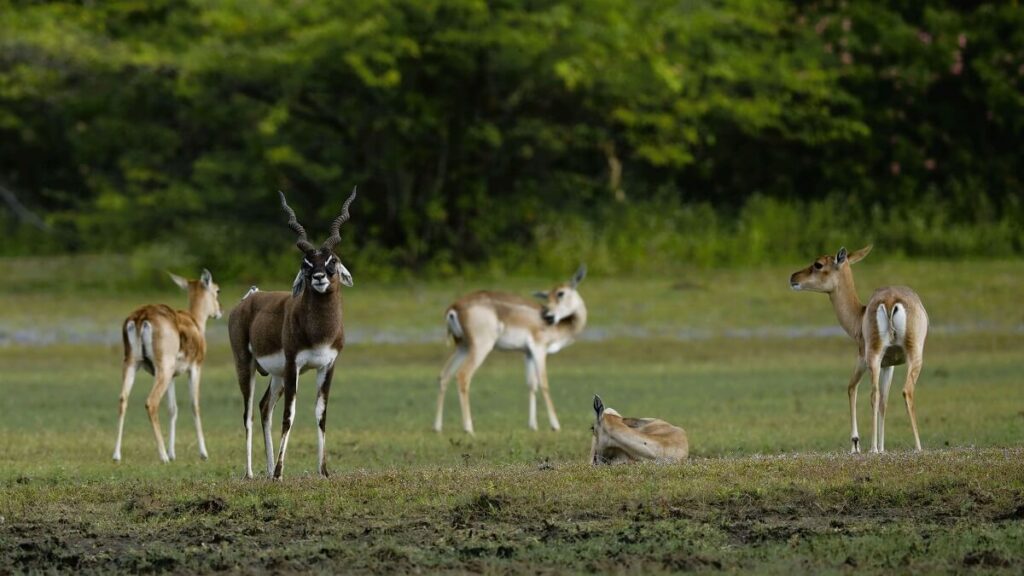 Point Calimere Wildlife Sanctuary Tamil Nadu