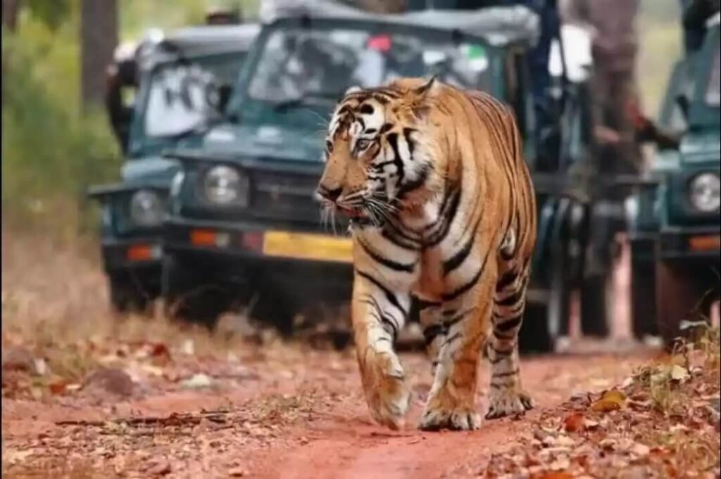 Sathyamangalam Tiger Reserve Tamil Nadu