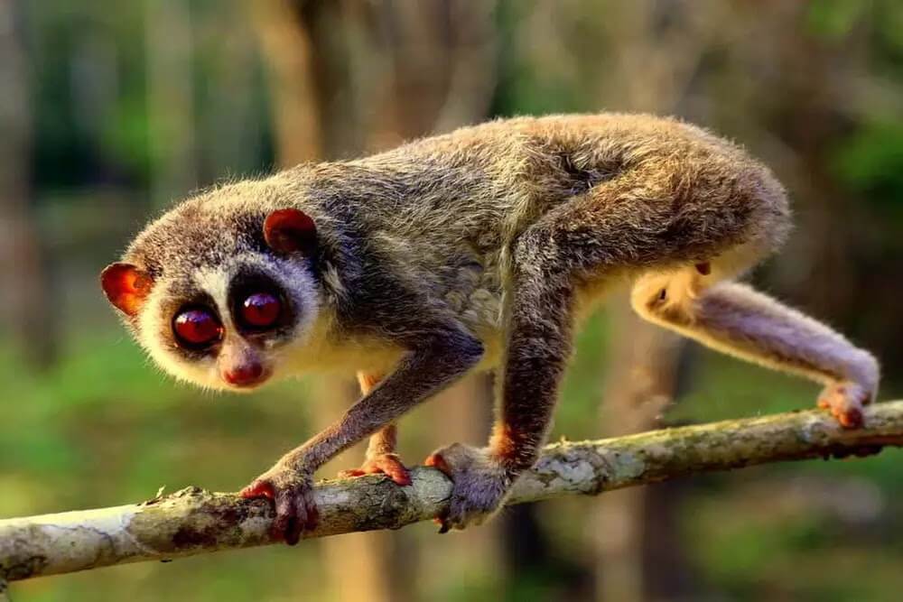 Slender Loris in Tamil Nadu