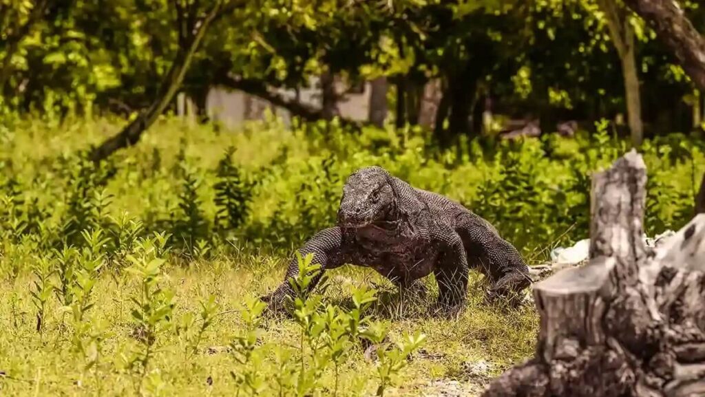 Legendary Komodo Dragons