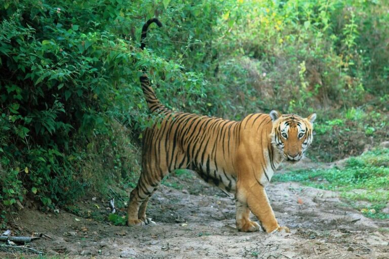 Bandipur National Park, Karnataka