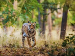 Dudhwa National Park, Uttar Pradesh: A Comprehensive Guide