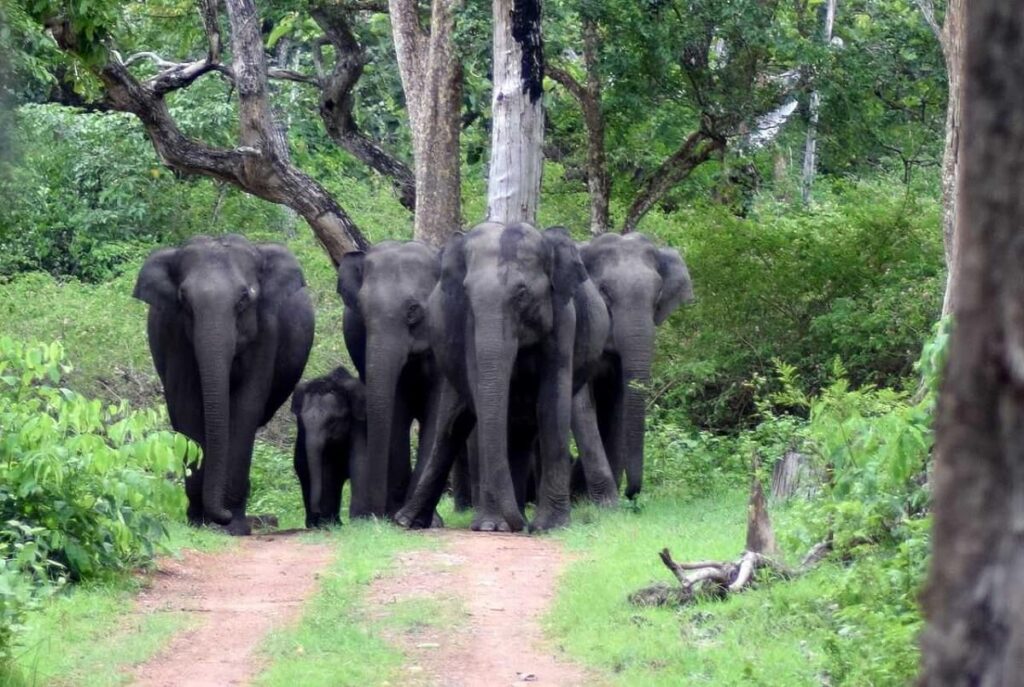 Elephants in Bandipur National Park