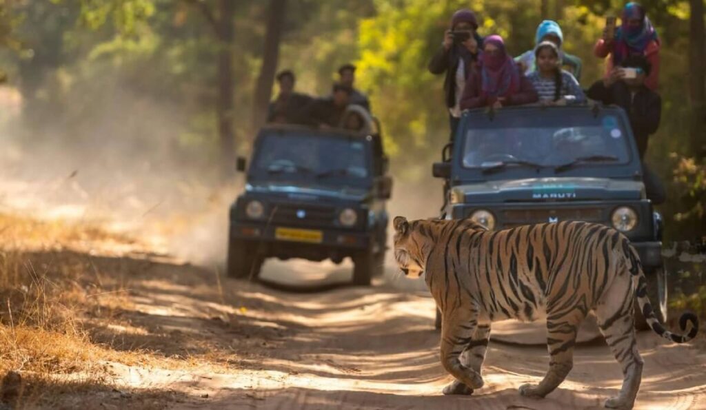 Jeep Safari in dudhwa national park