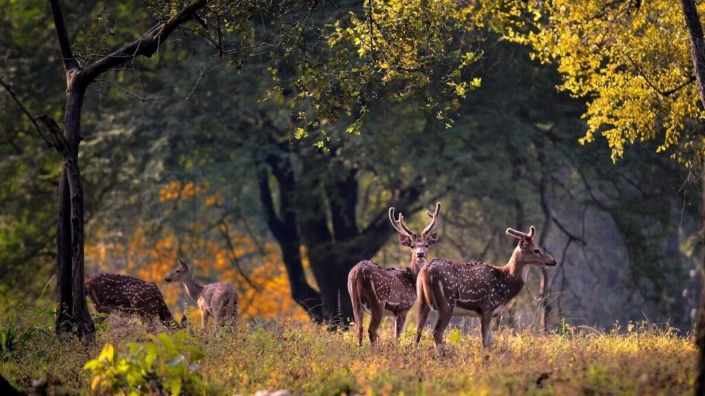 Kanha National Park, Madhya Pradesh