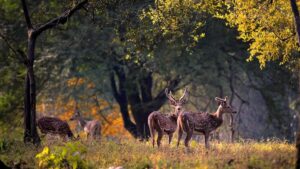Kanha National Park, Madhya Pradesh