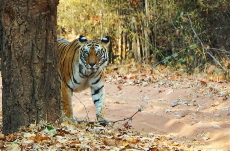 New Wildlife Corridors in Central India