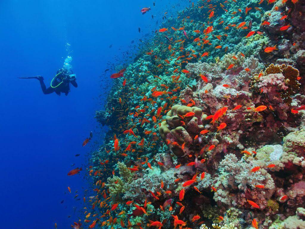 Scuba Diving Havelock Island