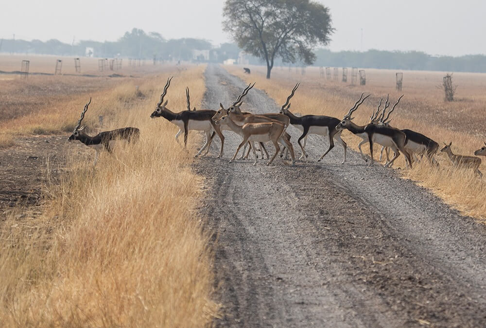 Velavadar Blackbuck National Park Bhavnagar