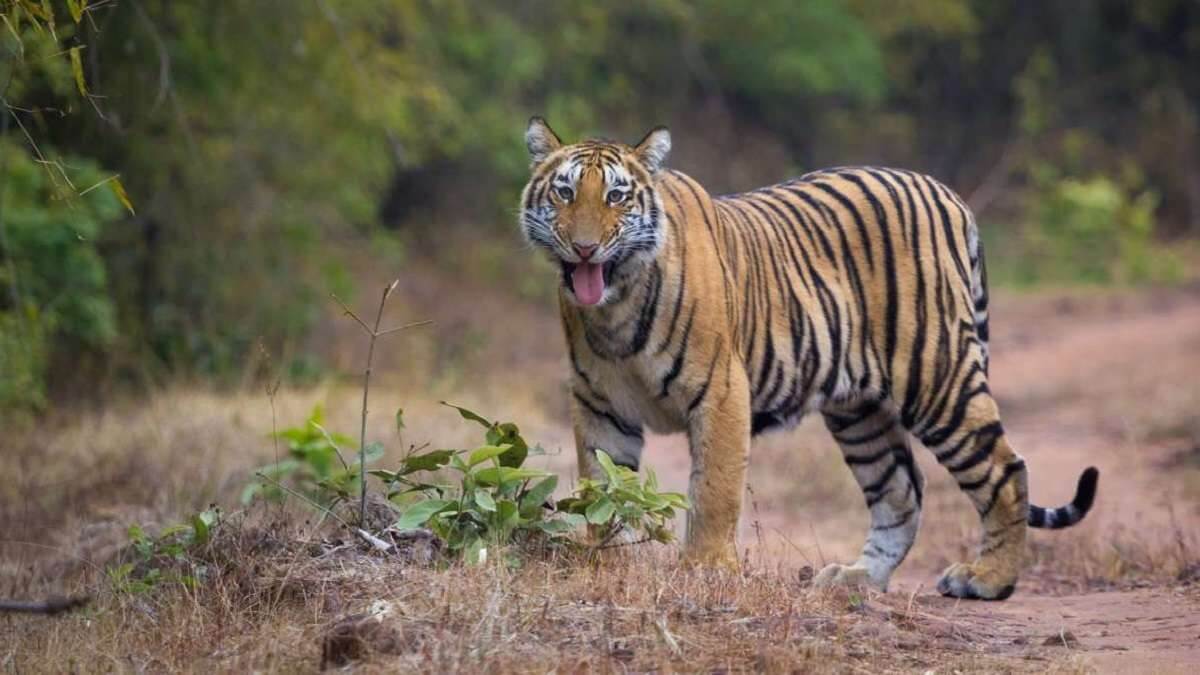 About Valmiki Tiger Reserve