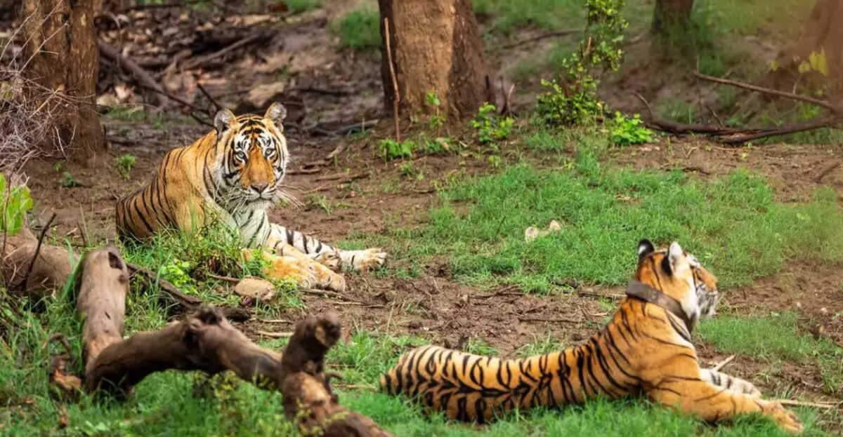 Adventure and Eco-Tourism Activities in Valmiki Tiger Reserve