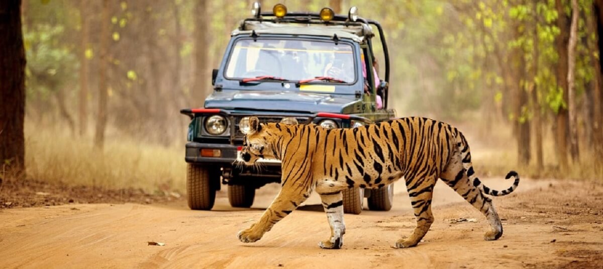 3-Day Itinerary for visit in Valmiki Tiger Reserve