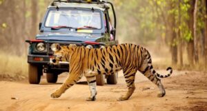 Valmiki Tiger Reserve, Bihar: Complete Travel Guide