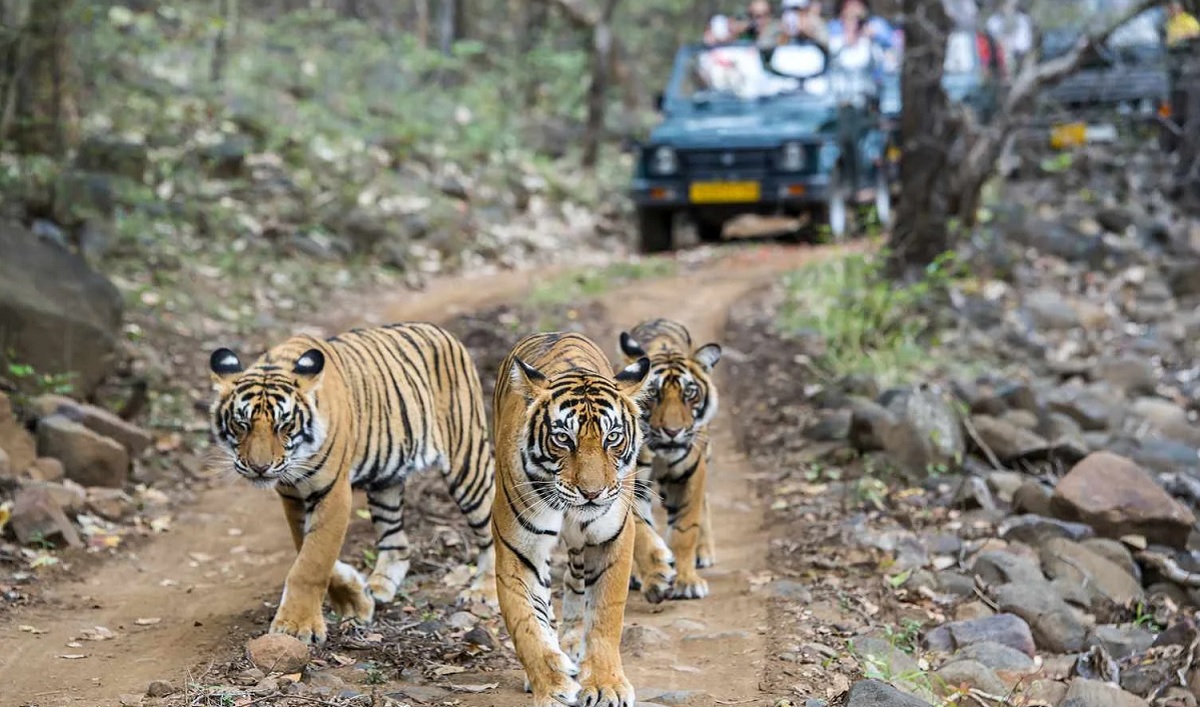 Safari Experience in Tadoba