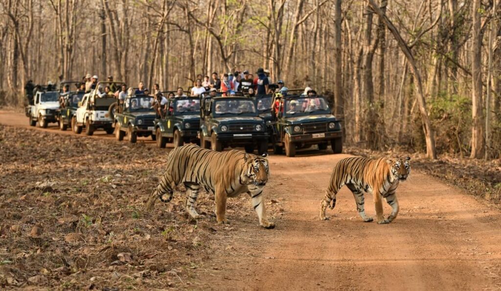 Tadoba-Andhari Tiger Reserve, Maharashtra: Complete Travel Guide