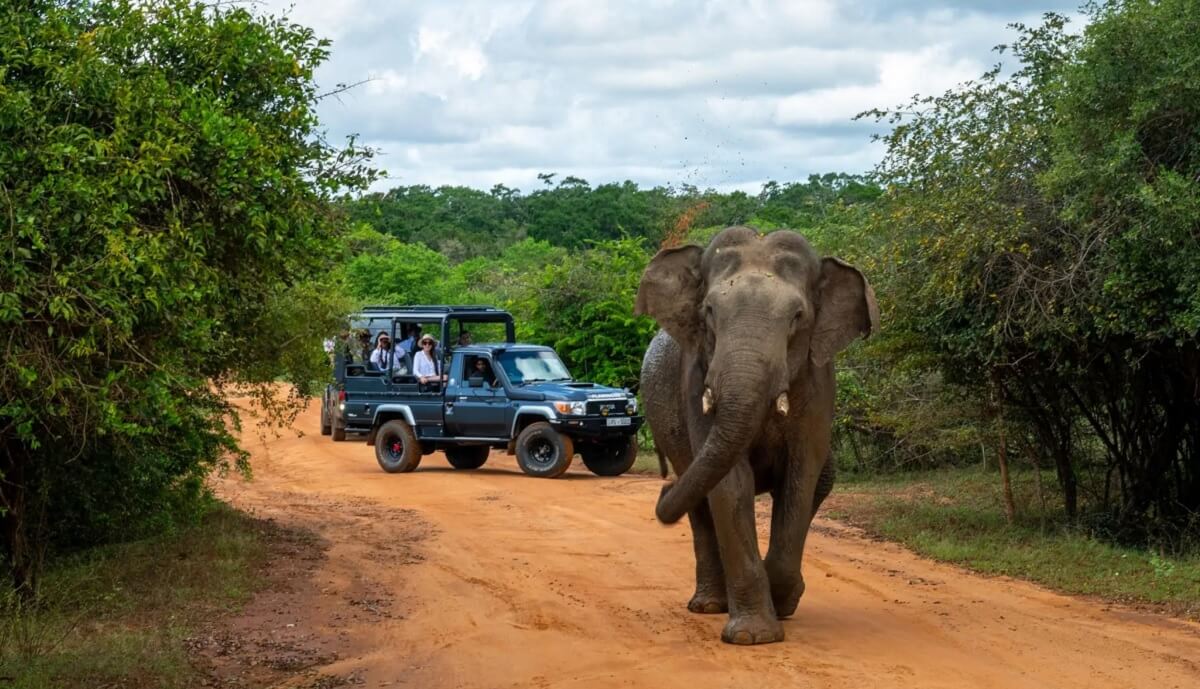 Travel Tips for Yala National Park