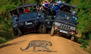 Yala National Park, Sri Lanka: Safari Timings, Entry Fee & Travel Tips